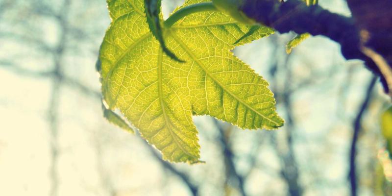 Sara Mangford54：在数字艺术的暗调宇宙中编织视觉诗篇