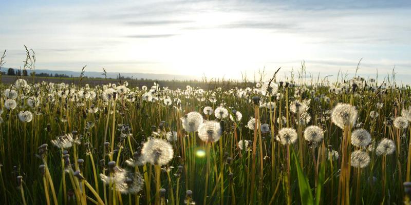 从Sara Mangford艺术授权案例学习：创意作品的知识产权管理与合同谈判策略