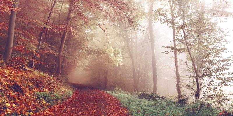 探索Sara Mangford的插画世界:艺术设计与创作教程精要