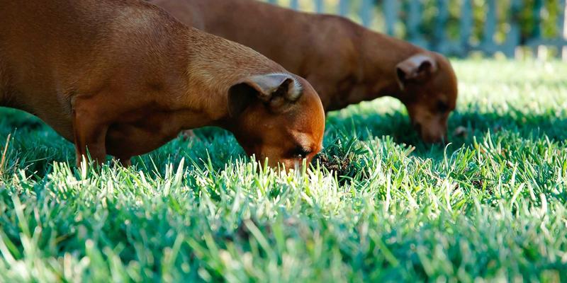 数字艺术中的暗黑诗学：解码Sara Mangford作品中乌鸦、藤蔓与古典元素的现代转译