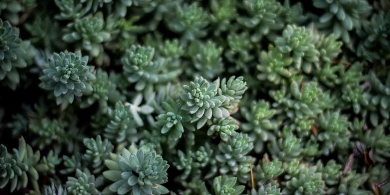 解读Sara Mangford暗黑美学：传统插画中骷髅、花卉与神秘生物的哲学隐喻